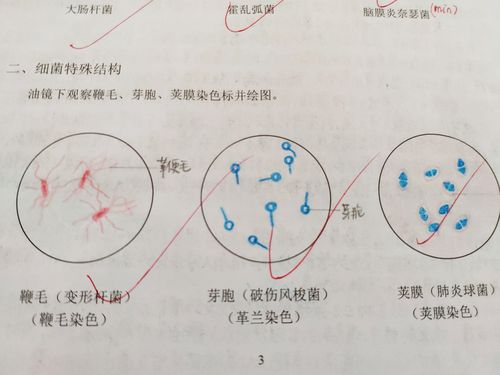 微生物红蓝铅笔手绘图