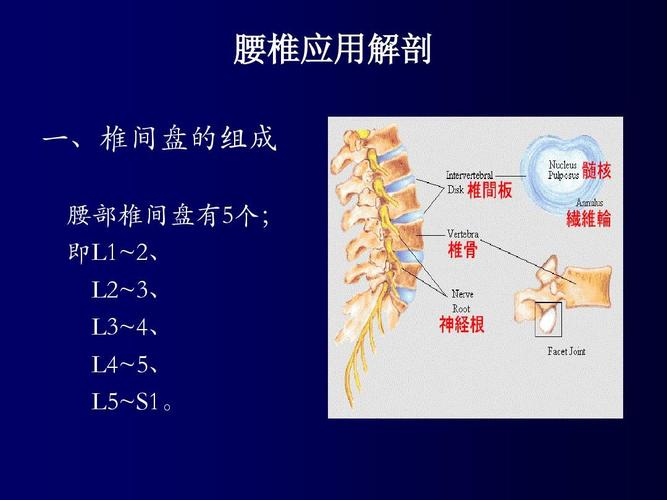 腰椎应用解剖 一,椎间盘的组成 腰部椎间盘有5个; 即l1~2, l2~3, l3~4