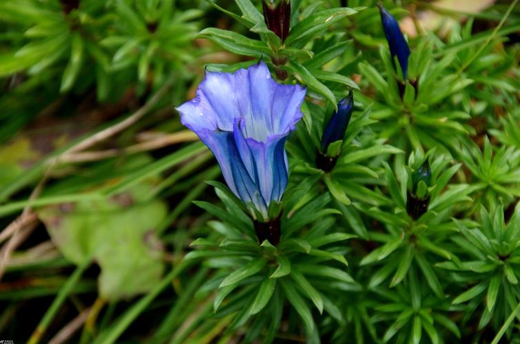 行摄飞扬——秦岭花草(67)龙胆花