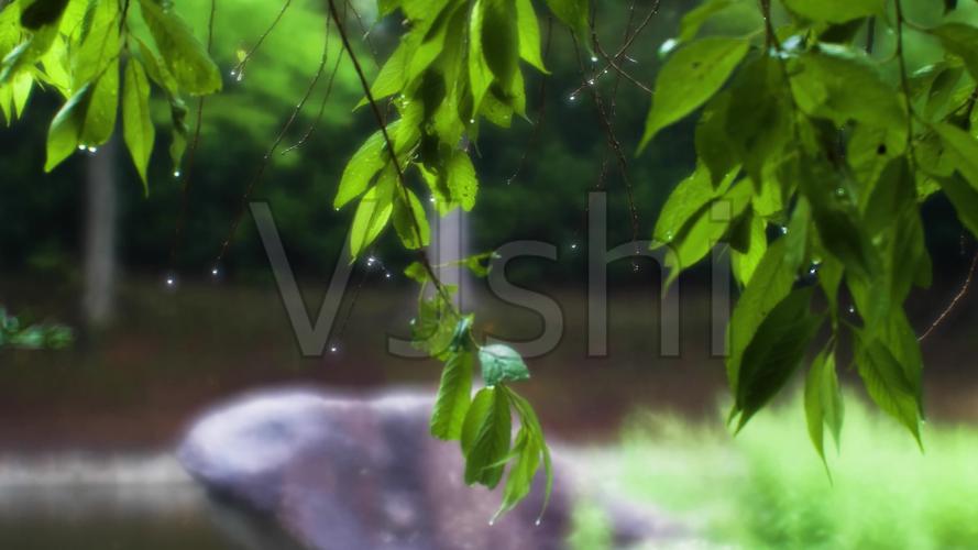 梦幻唯美下雨雨滴树叶清新雨景空镜_3840x2160_高清视频素材下载(编号