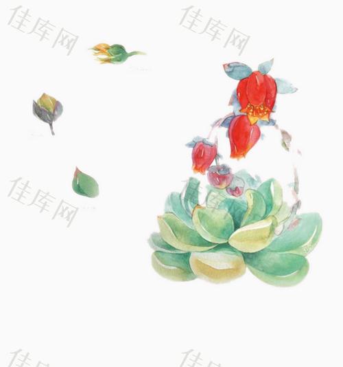 多肉开花图片素材