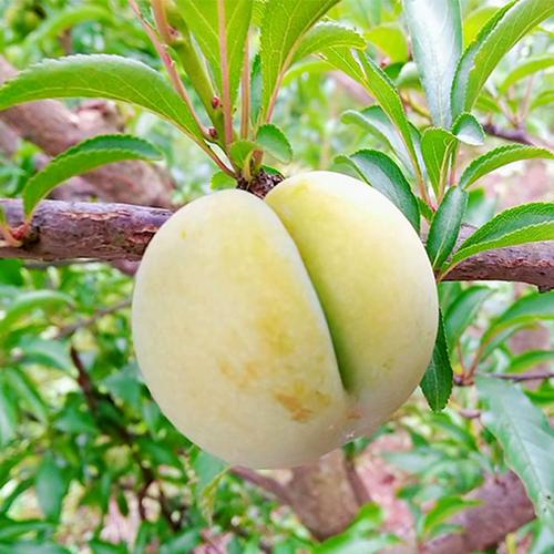 贵州蜂糖李当季水果李子 六马蜂糖李 青脆李 5斤包邮