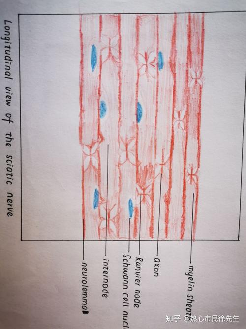 组胚红蓝铅笔手绘图 知识点总结,按需自取