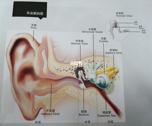 耳朵解剖图和听力等级划分_耳朵_医疗健康_医疗健康