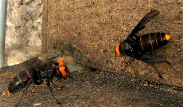 原创十大最厉害的蜂排行榜:日本大黄蜂上榜,虎头蜂第2