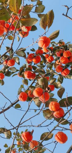 好看的柿子壁纸