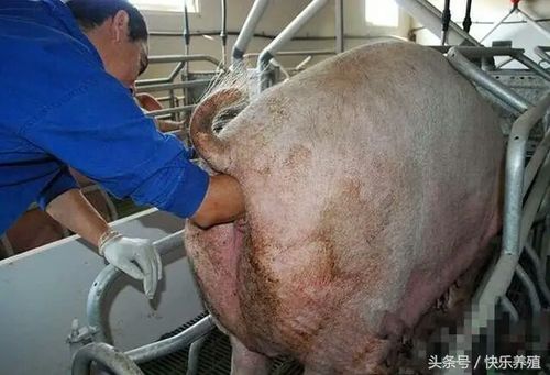 养猪技术分享:母猪难产应当如何解决?