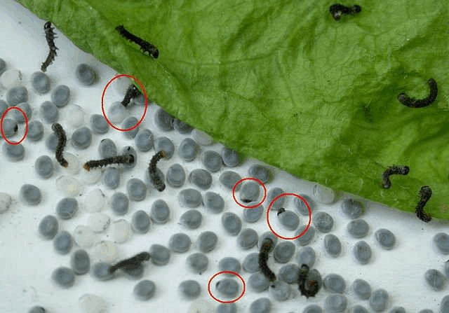 蚕的一生要经过的四个阶段