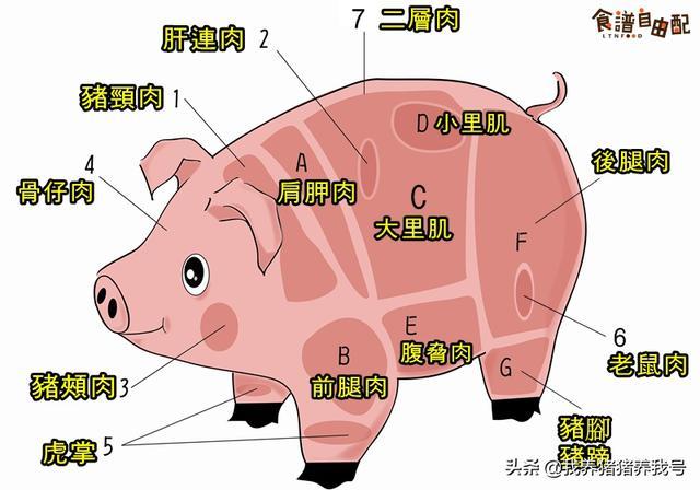 猪各部位肉的名称图片及料理方式