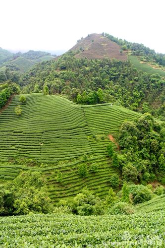 昭平大脑山茶园