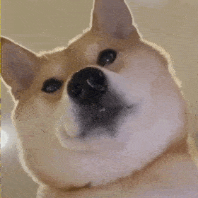 狗子表情 | 柴犬表情包(十三)