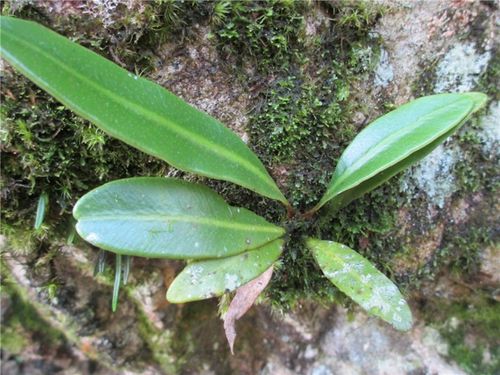 野生迷你石韦 假山上水石植物墙背景蕨类 水陆雨林生态缸盆景苔藓
