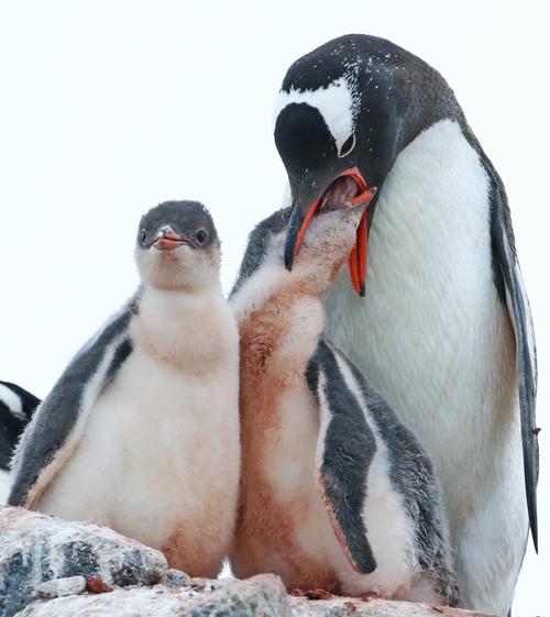 南极,难忘的探险之旅(二)——企鹅篇