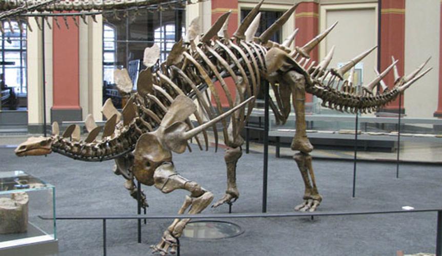 为剑龙科(stegosauridae)恐龙的一属,化石发现于坦尚尼亚的敦达古鲁组