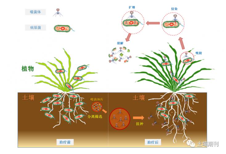噬菌体疗法在土壤环境系统中靶向灭活致病细菌的研究进展