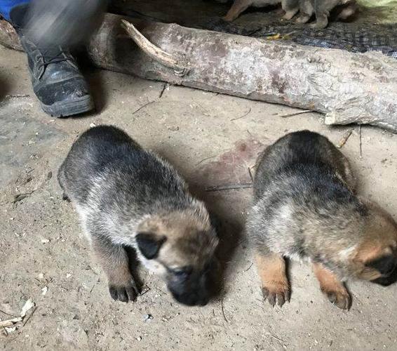 自家养狼青幼犬