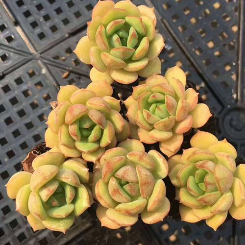 【多肉多福】 艾格尼斯玫瑰 艾格尼丝多肉植物阳台超萌肉肉精品