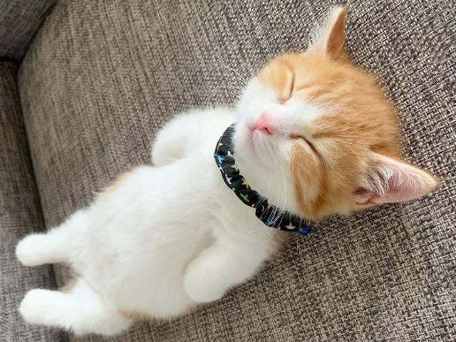 解除警戒的睡姿原本趴着的猫咪,对四周的环境开始放心后,便会将四肢