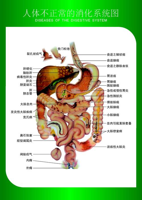 正常人体解剖学_正常人体功能_人体消化系统模型_ 不