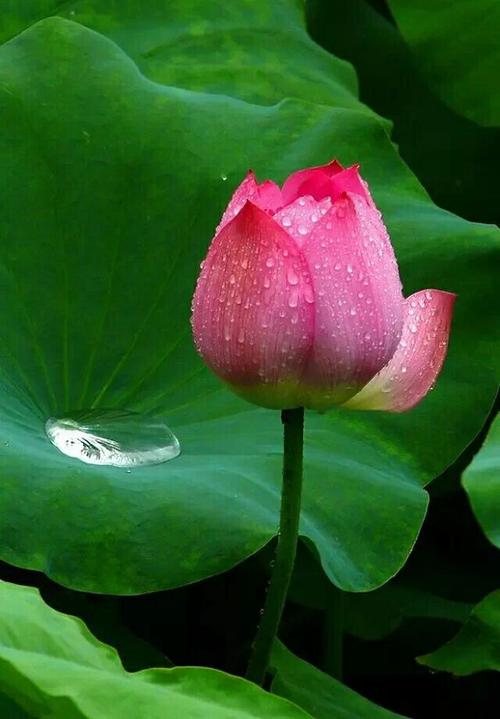 苦而不言,喜而不语,愿做菩萨那朵莲.