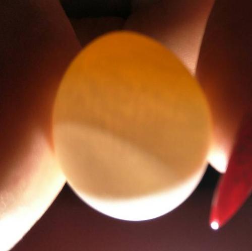 我家鹦鹉自己孵化蛋,可是已经26天 以上了,蛋还是没有