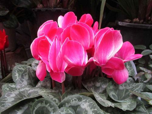 [行行摄摄]仙客来花