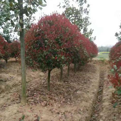 南京绿乡苗圃基地高杆红叶石楠红叶石楠苗价格
