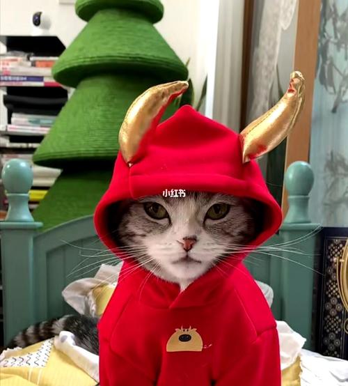 王泡芙_素材_头像