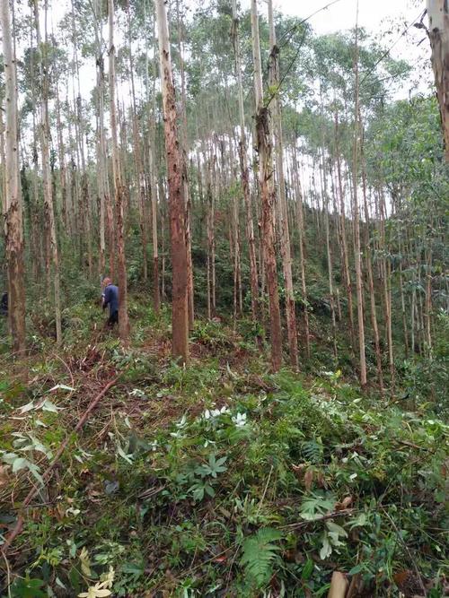 6年龄桉树亩产20吨种植技术