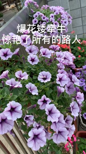 矮牵牛花色多样,蓝色和白色最让人爱_牵牛花_家居家装