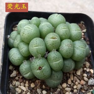 荧光玉多肉植物 青姬杂多肉番杏科肉锥花生石花多头群生一物一拍