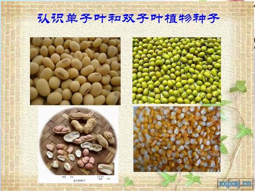 5.1植物种子的萌发ppt