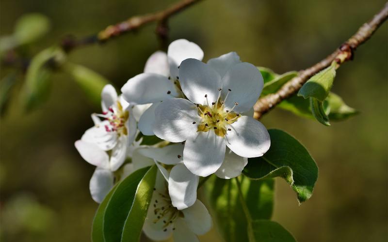 洁白唯美的梨花图片桌面壁纸