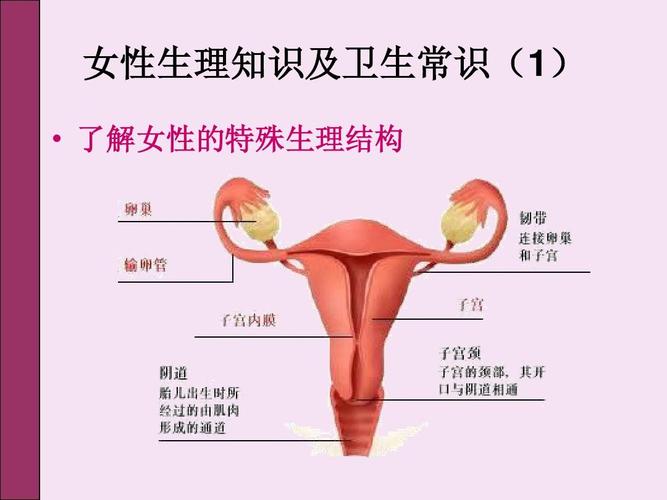 女性生理知识及卫生常识(1)   了解女性的特殊生理结构