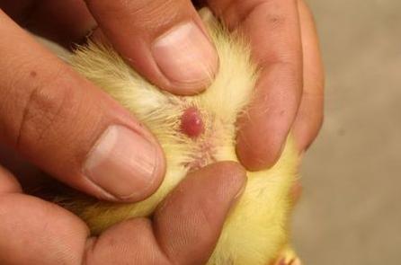 雌雄的基本解释