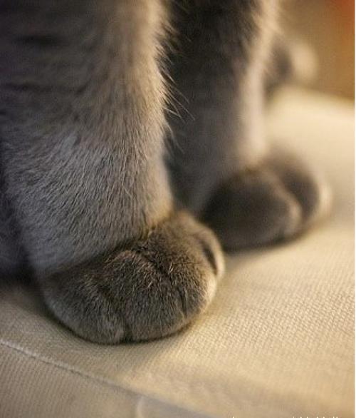 猫爪控!