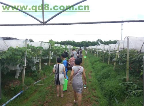 东莞农家乐_东莞农庄_东莞最有特色的农家乐_推荐东莞