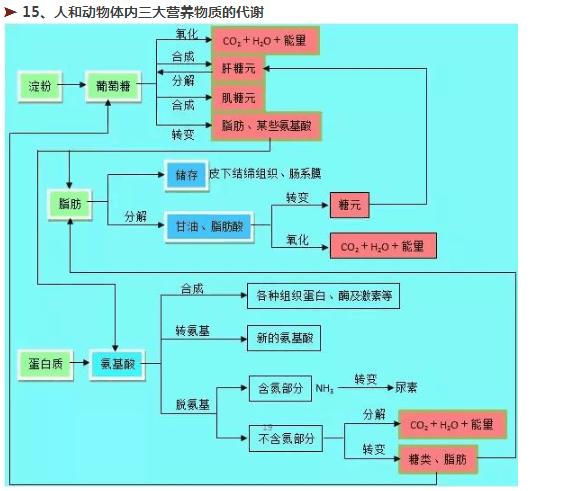 十五,人和动物体内三大营养物质的代谢.