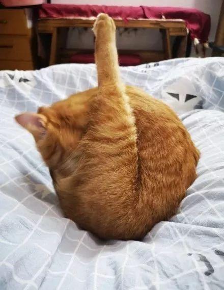 而且,我发现不同品种的猫,出品鸡腿的口味也不太一样… 譬如,橘猫是外