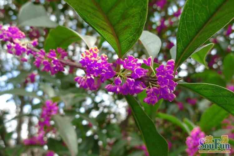 桂花树上正开着第二批桂花.