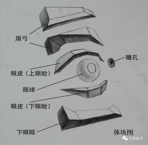 五官绘画|最全的艺用眼睛结构讲解_美术高考资源_零二七艺考