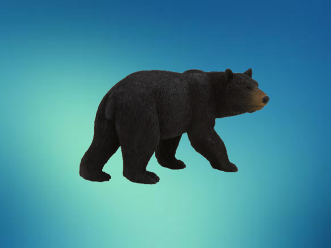 冰川黑熊