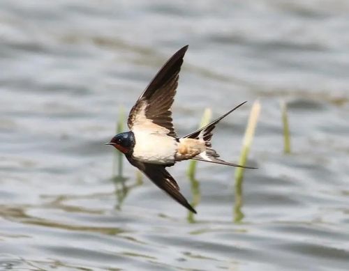 下雨前,蜻蜓,燕子飞得很低.