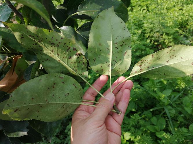 果树疑遭受药害 执法人员调解助维权