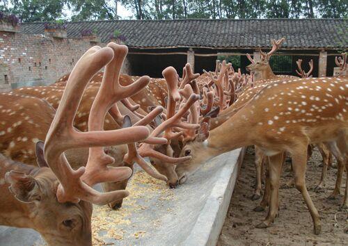 精品梅花鹿景区观赏梅花鹿黄冈梅花鹿出售