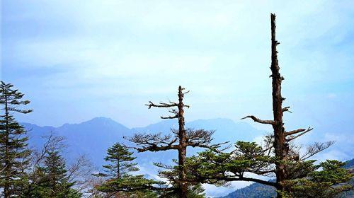 13:00 游览【神农架自然保护区】(游览约4小时):您可以置身森林中