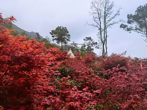 也祝贺了岭南红叶世界 首届"春枫节"开幕式 取得圆满成功!