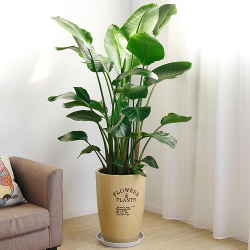 最适合养在家里的10大绿植,净化空气愉悦心情,你家养了没