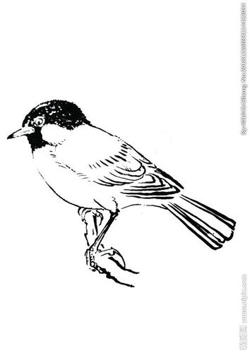 小山雀儿童简笔画