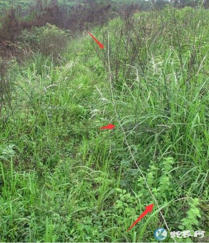 竹鸡下套法如图,电煤捕竹鸡下套教程 - 竹鸡 - 蛇农网